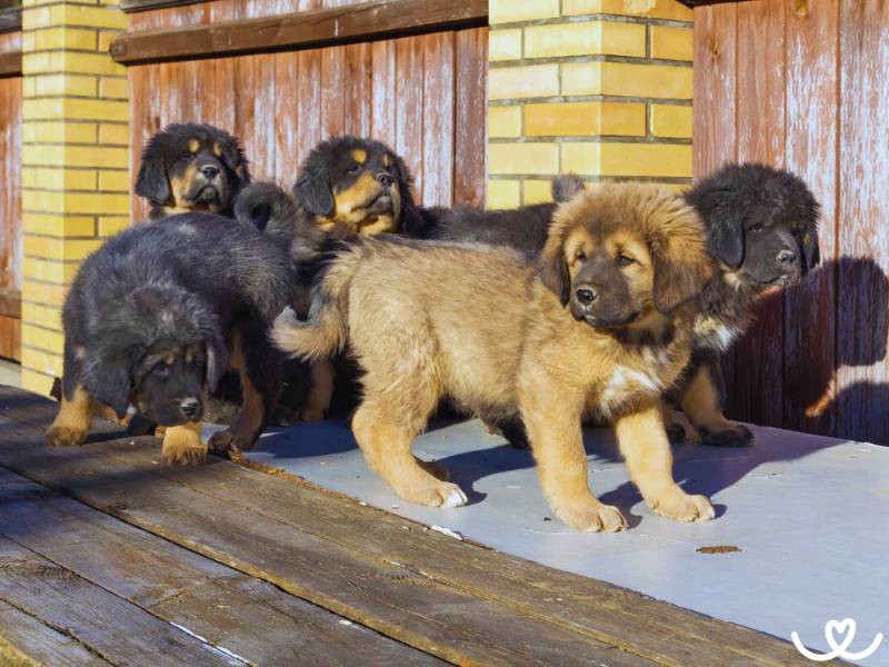 Plemeno-tibetska-doga-mastiff (9)